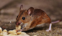 24 Hour & Emergency Exterminators in Cavalier Afs, ND